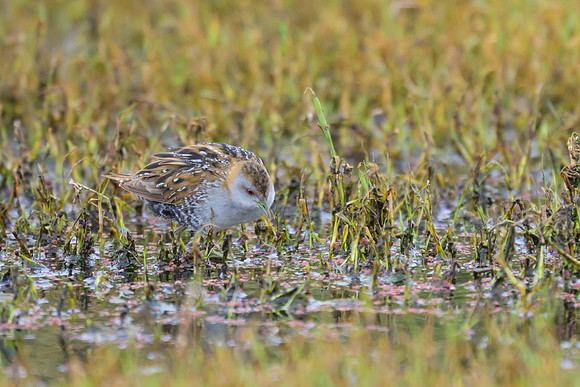 Baillon's Crake