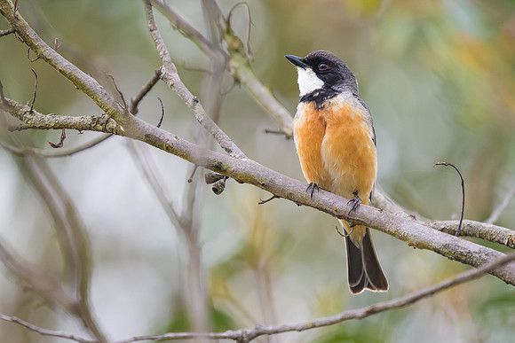 Rufous Whistler