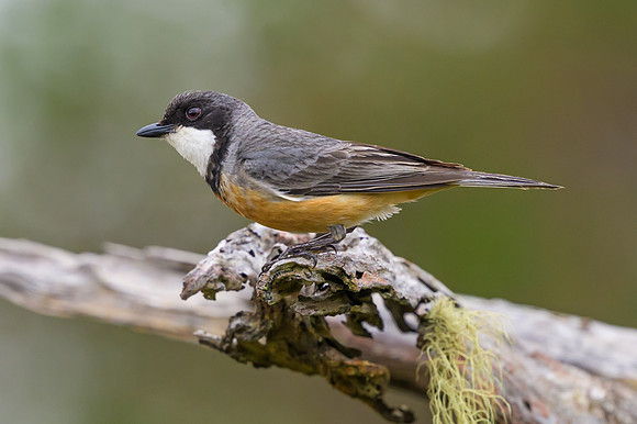 Rufous Whistler