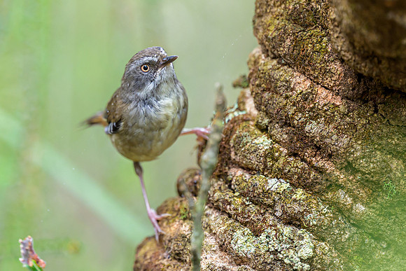 White-browed Scrubwren