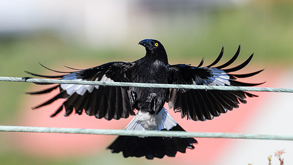 Pied Currawong