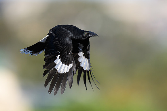 Pied Currawong