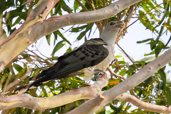 Channel-billed Cuckoo