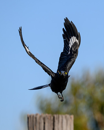 Pied Currawong