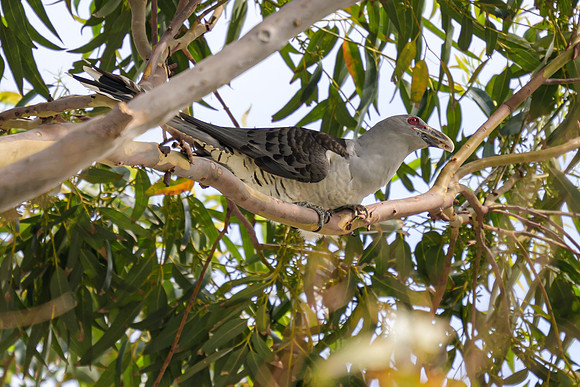Channel-billed Cuckoo