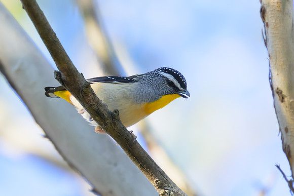 Spotted Pardalote