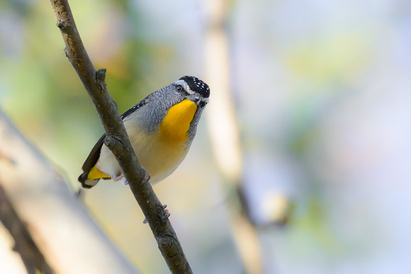 Spotted Pardalote