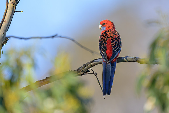 Crimson Rosella