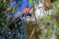 Gang gang Cockatoo