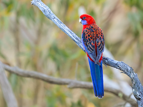Crimson Rosella