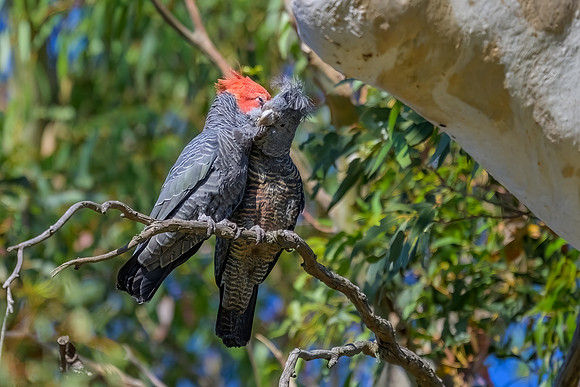 Gang gang Cockatoo