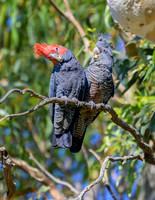 Gang gang Cockatoo