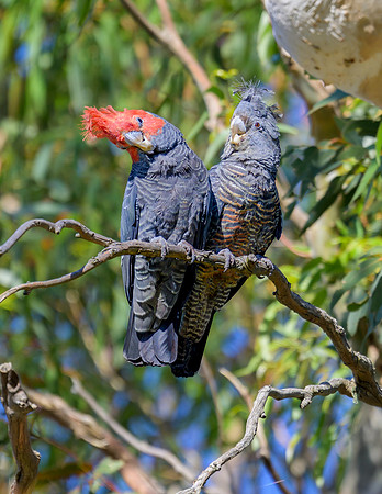 Gang gang Cockatoo