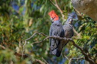 Gang gang Cockatoo