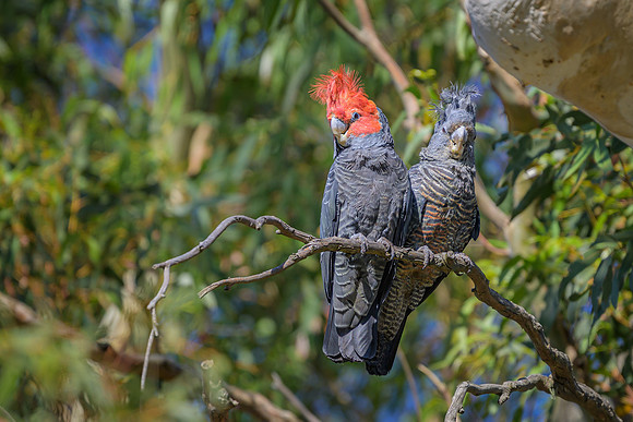 Gang gang Cockatoo