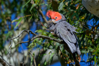 Gang gang Cockatoo