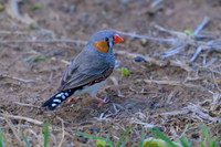 Zebra Finch