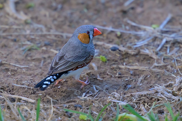 Zebra Finch