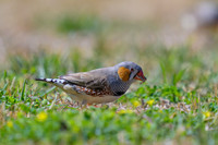 Zebra Finch