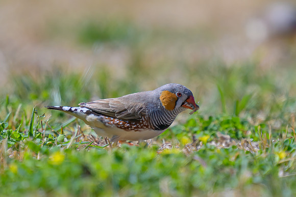 Zebra Finch