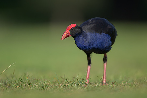 Australasian Swamphen