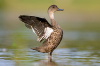 Grey Teal