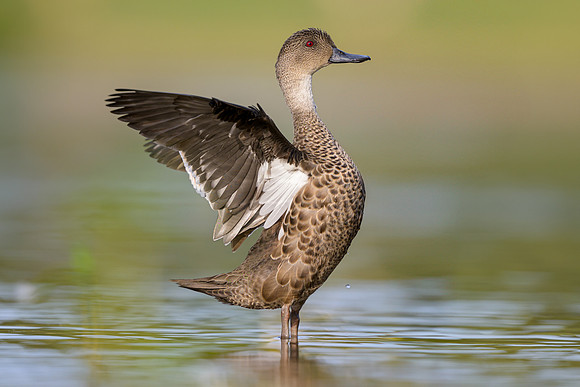 Grey Teal