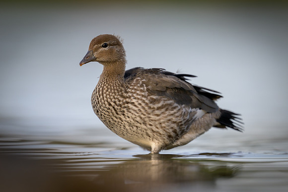 Australian Wood Duck