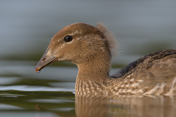 Australian Wood Duck