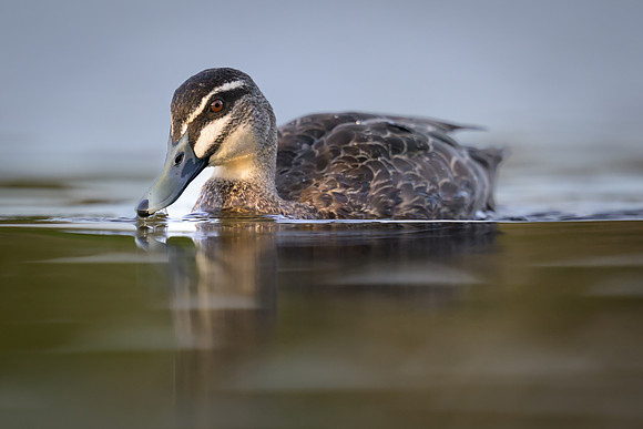 Pacific Black Duck