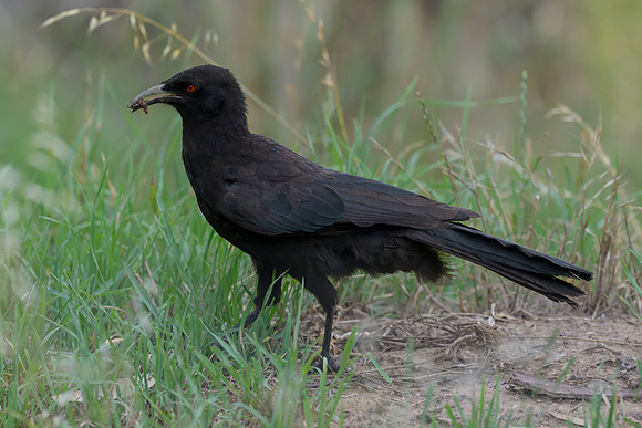 White-winged Chough
