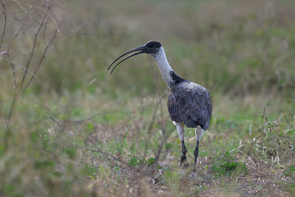 Straw-necked Ibis