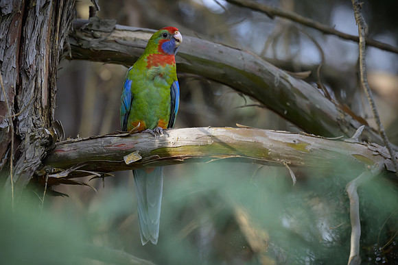 Crimson Rosella