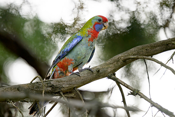 Crimson Rosella