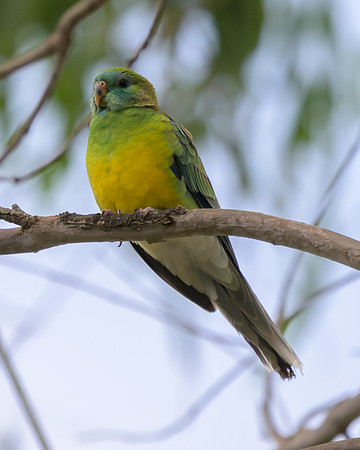 Red-rumped Parrot