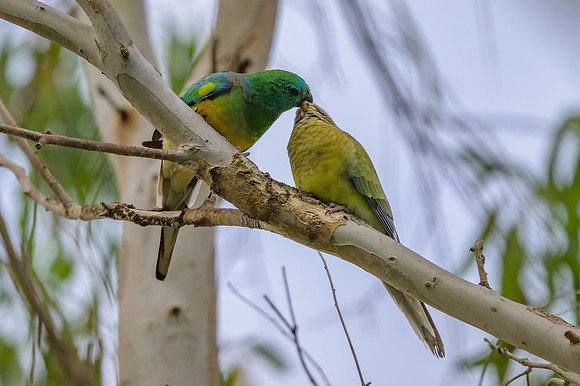 Red-rumped Parrot