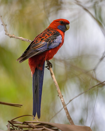 Crimson Rosella