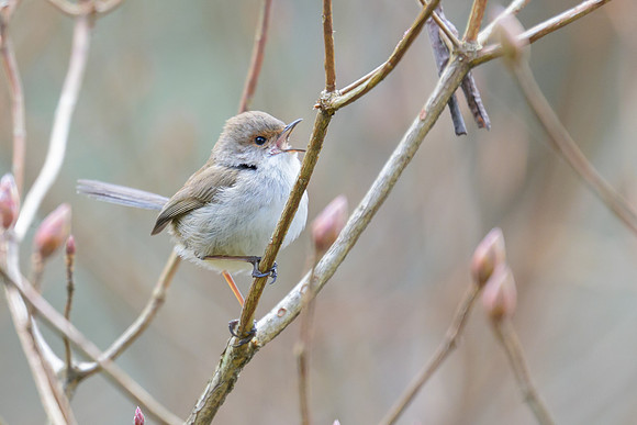 Superb Fairywren