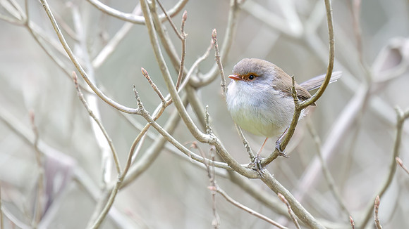 Superb Fairywren