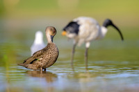 Grey Teal
