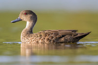 Grey Teal