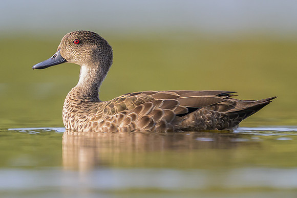 Grey Teal