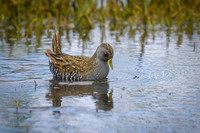 Australian Spotted Crake