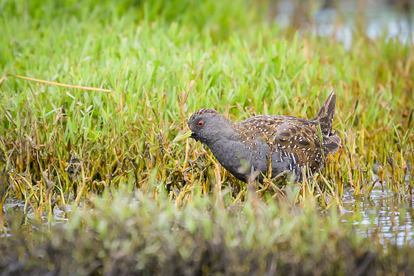 Australian Spotted Crake