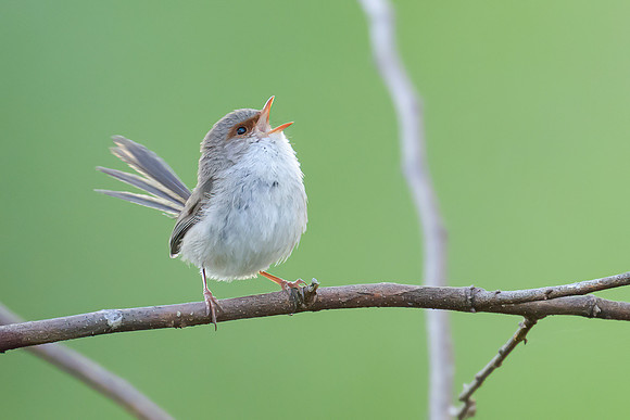 Superb Fairy-wren