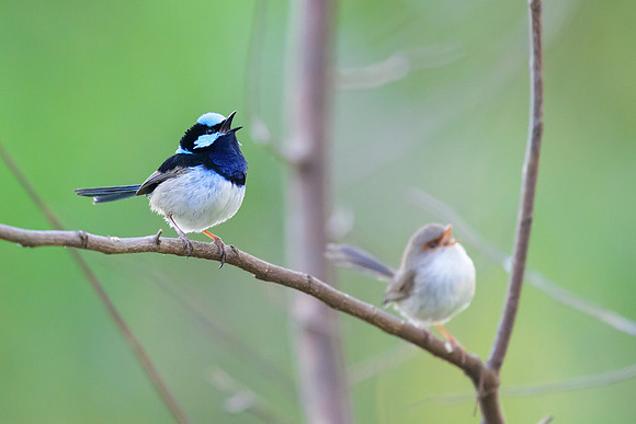 Superb Fairy-wren