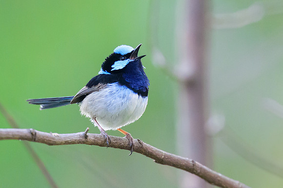 Superb Fairy-wren