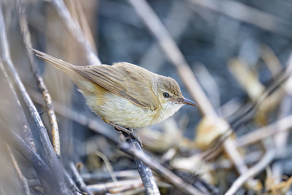 Australian Reed-warbler