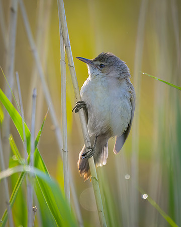 Australian Reed-warbler