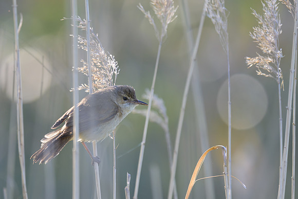 Australian Reed-warbler